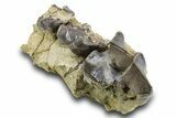 Fossil Titanothere (Megacerops) Partial Maxilla - South Dakota #300017-2